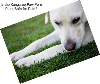 Is the Kangaroo Paw Fern Plant Safe for Pets?