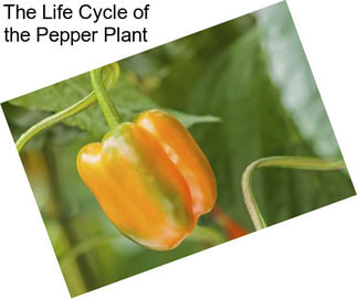 The Life Cycle of the Pepper Plant