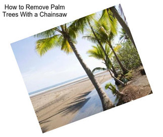 How to Remove Palm Trees With a Chainsaw