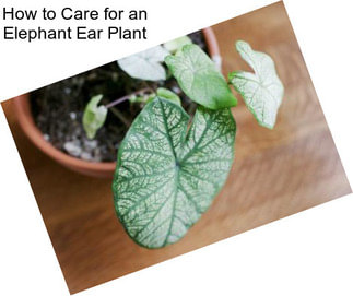 How to Care for an Elephant Ear Plant