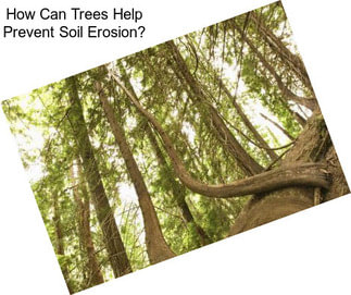 How Can Trees Help Prevent Soil Erosion?
