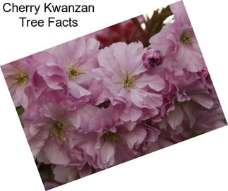 Cherry Kwanzan Tree Facts