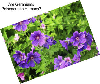 Are Geraniums Poisonous to Humans?