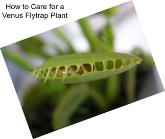 How to Care for a Venus Flytrap Plant