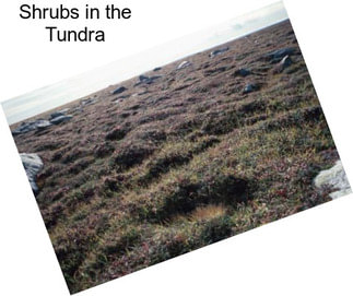 Shrubs in the Tundra