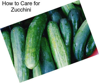 How to Care for Zucchini