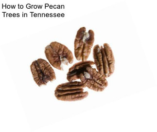 How to Grow Pecan Trees in Tennessee