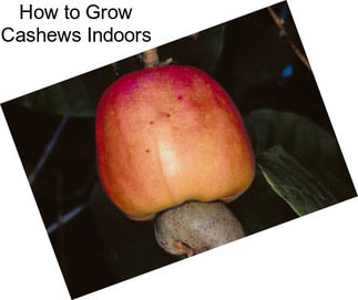 How to Grow Cashews Indoors