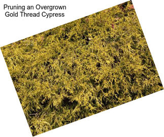 Pruning an Overgrown Gold Thread Cypress