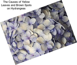 The Causes of Yellow Leaves and Brown Spots on Hydrangeas