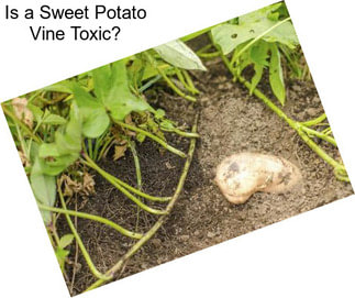 Is a Sweet Potato Vine Toxic?