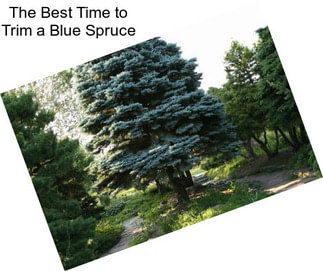 The Best Time to Trim a Blue Spruce