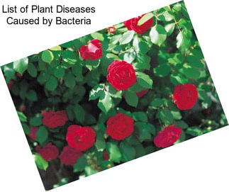 List of Plant Diseases Caused by Bacteria