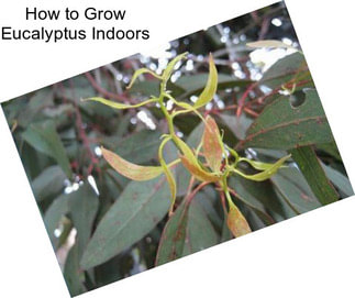 How to Grow Eucalyptus Indoors