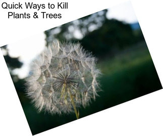 Quick Ways to Kill Plants & Trees
