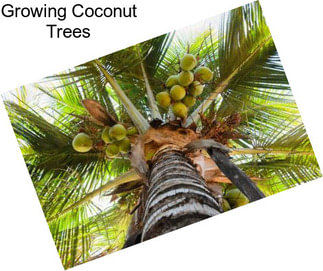 Growing Coconut Trees