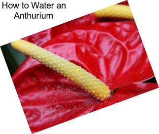 How to Water an Anthurium
