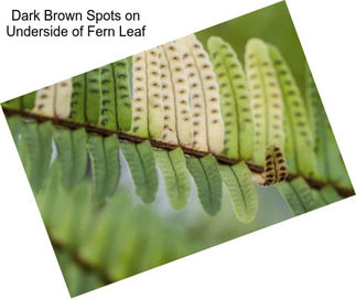 Dark Brown Spots on Underside of Fern Leaf