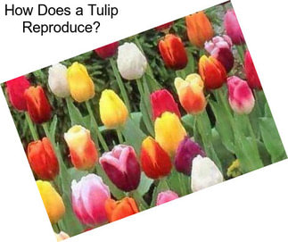 How Does a Tulip Reproduce?