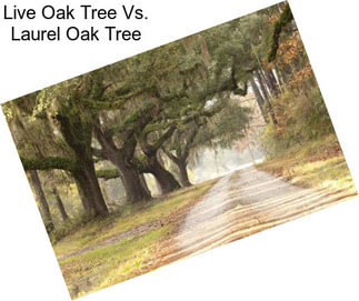 Live Oak Tree Vs. Laurel Oak Tree
