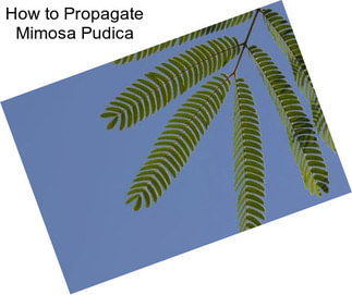 How to Propagate Mimosa Pudica