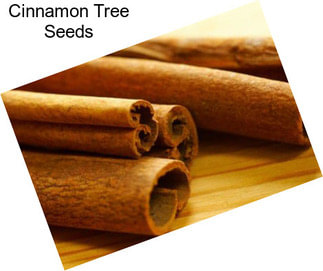 Cinnamon Tree Seeds