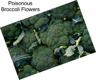 Poisonous Broccoli Flowers