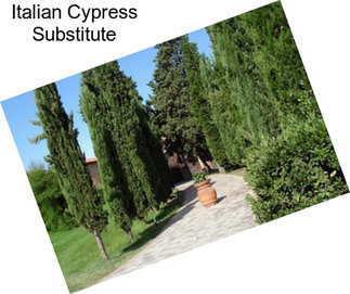 Italian Cypress Substitute