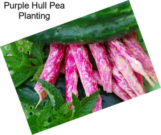 Purple Hull Pea Planting