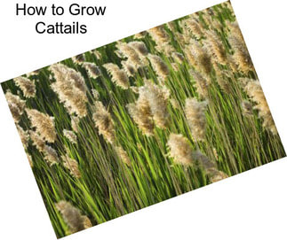 How to Grow Cattails