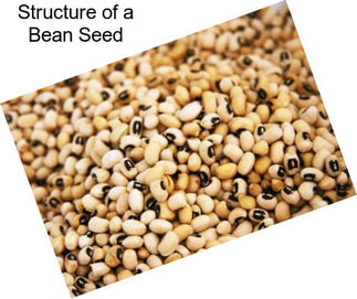 Structure of a Bean Seed