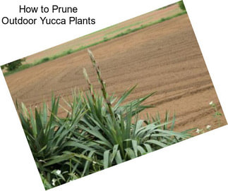 How to Prune Outdoor Yucca Plants
