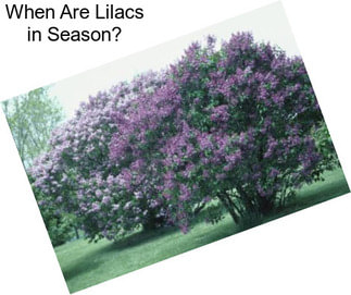 When Are Lilacs in Season?