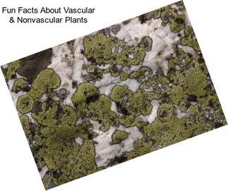 Fun Facts About Vascular & Nonvascular Plants