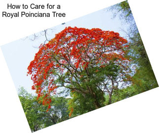How to Care for a Royal Poinciana Tree