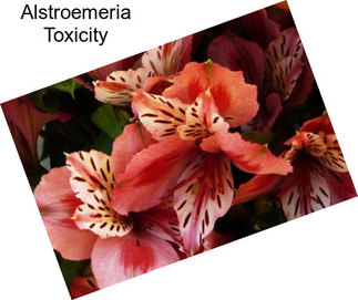 Alstroemeria Toxicity