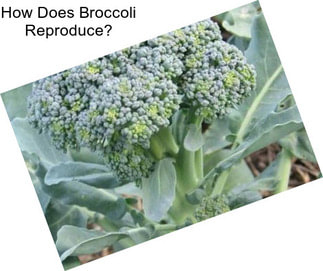 How Does Broccoli Reproduce?