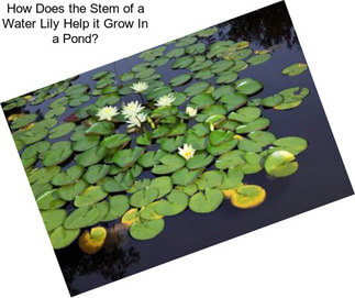 How Does the Stem of a Water Lily Help it Grow In a Pond?