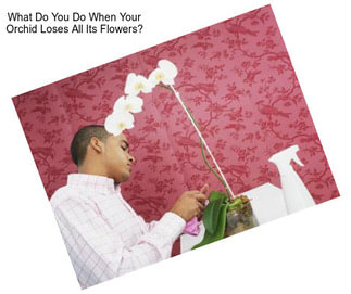 What Do You Do When Your Orchid Loses All Its Flowers?