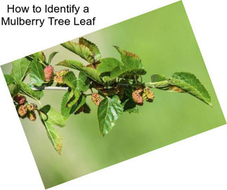 How to Identify a Mulberry Tree Leaf