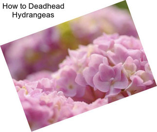 How to Deadhead Hydrangeas