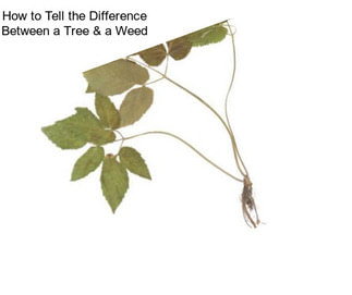 How to Tell the Difference Between a Tree & a Weed