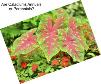Are Caladiums Annuals or Perennials?