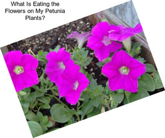 What Is Eating the Flowers on My Petunia Plants?