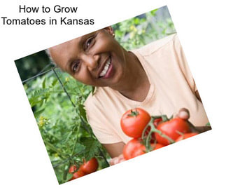 How to Grow Tomatoes in Kansas