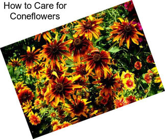 How to Care for Coneflowers