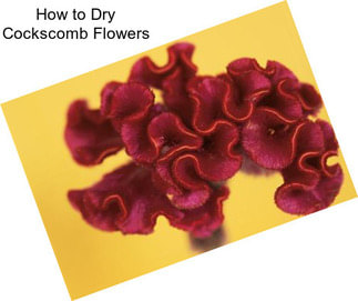 How to Dry Cockscomb Flowers