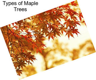 Types of Maple Trees