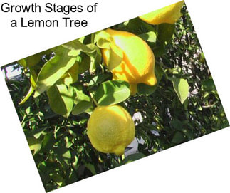 Growth Stages of a Lemon Tree