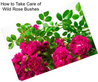 How to Take Care of Wild Rose Bushes